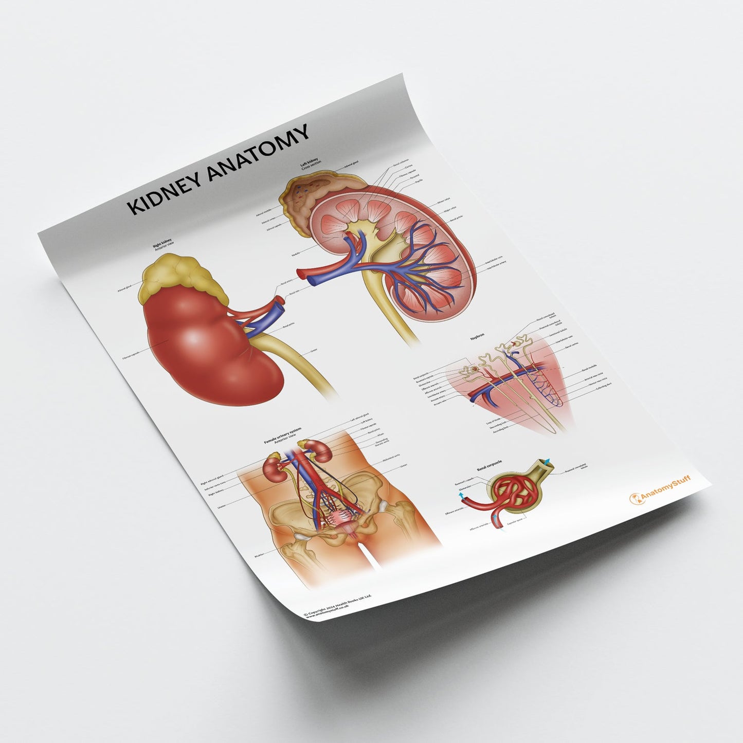 Kidney Anatomy Chart / Poster