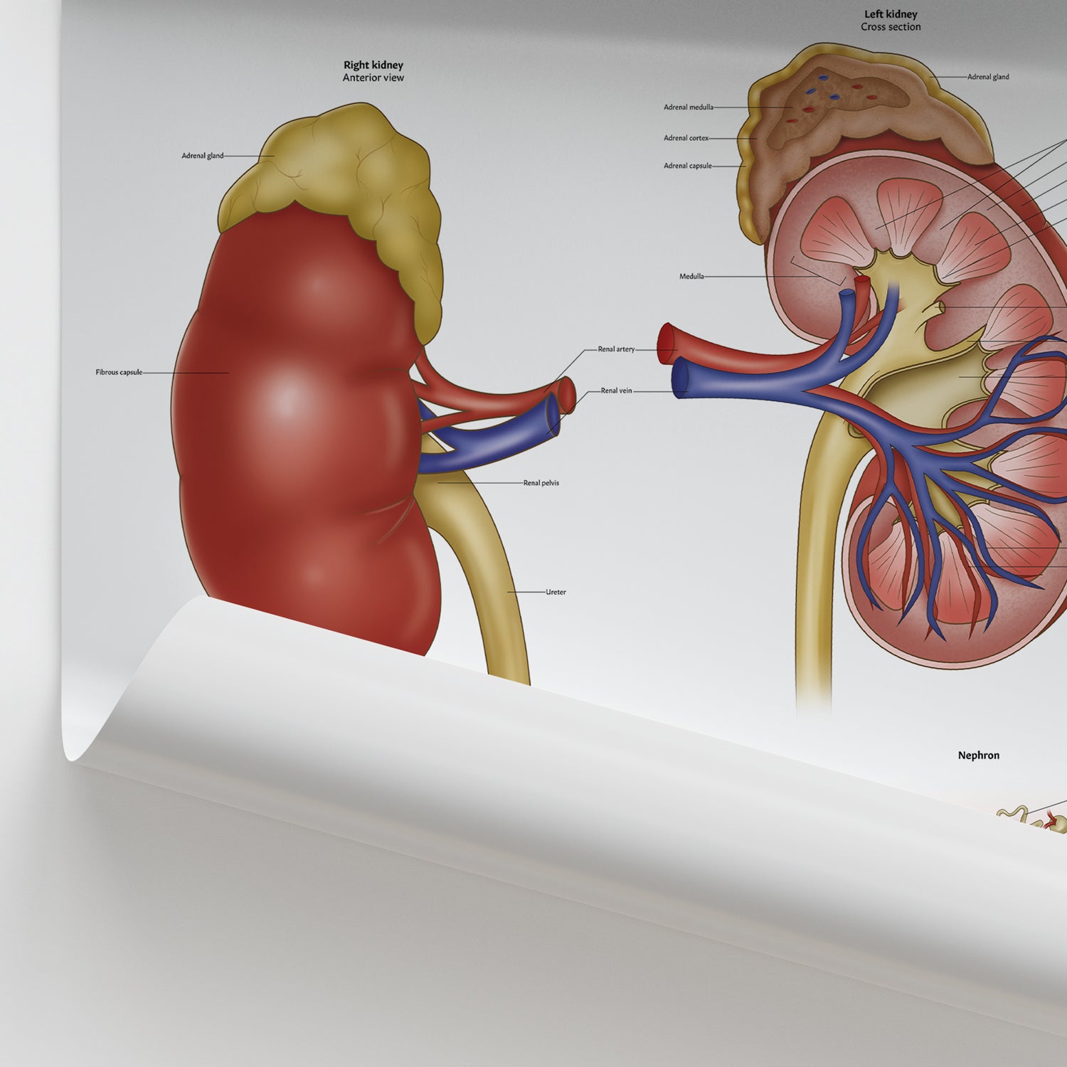 Netter Riñon Kidney Anatomy Poster | Urology Nephron Chart – AnatomyStuff