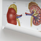 Switch Kidney Anatomy Chart / Poster 2 image