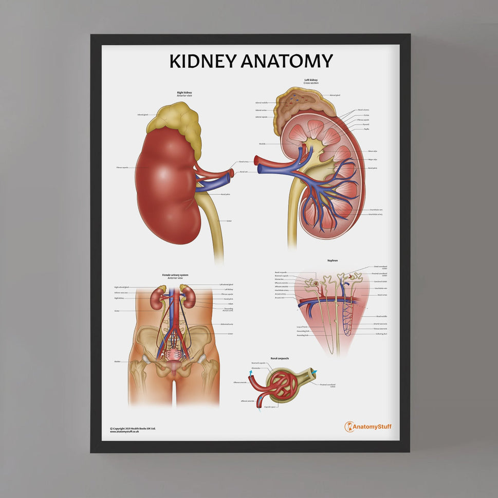Kidney Anatomy Chart / Poster