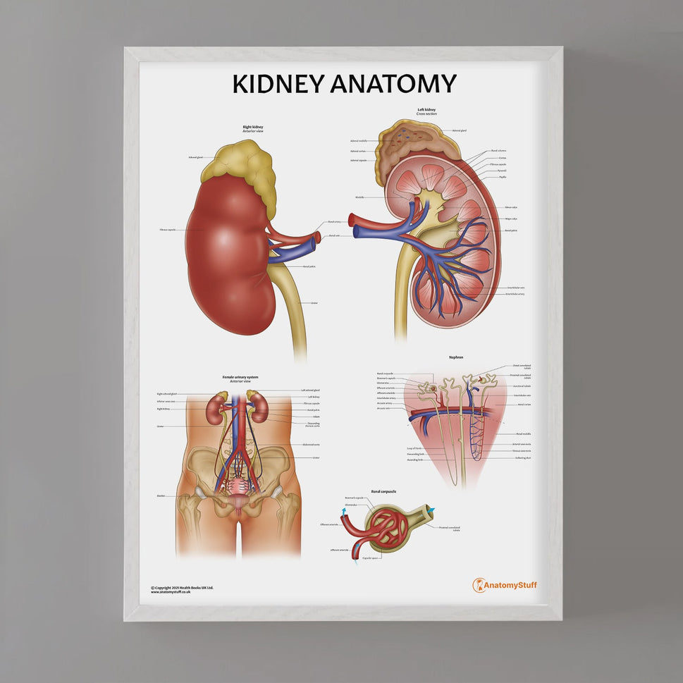 Kidney Anatomy Chart / Poster
