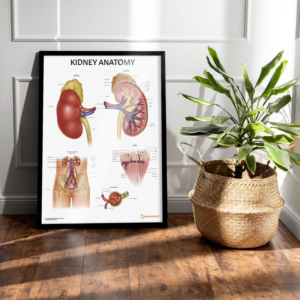 Kidney Anatomy Chart / Poster