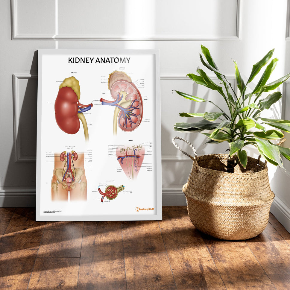 Kidney Anatomy Chart / Poster