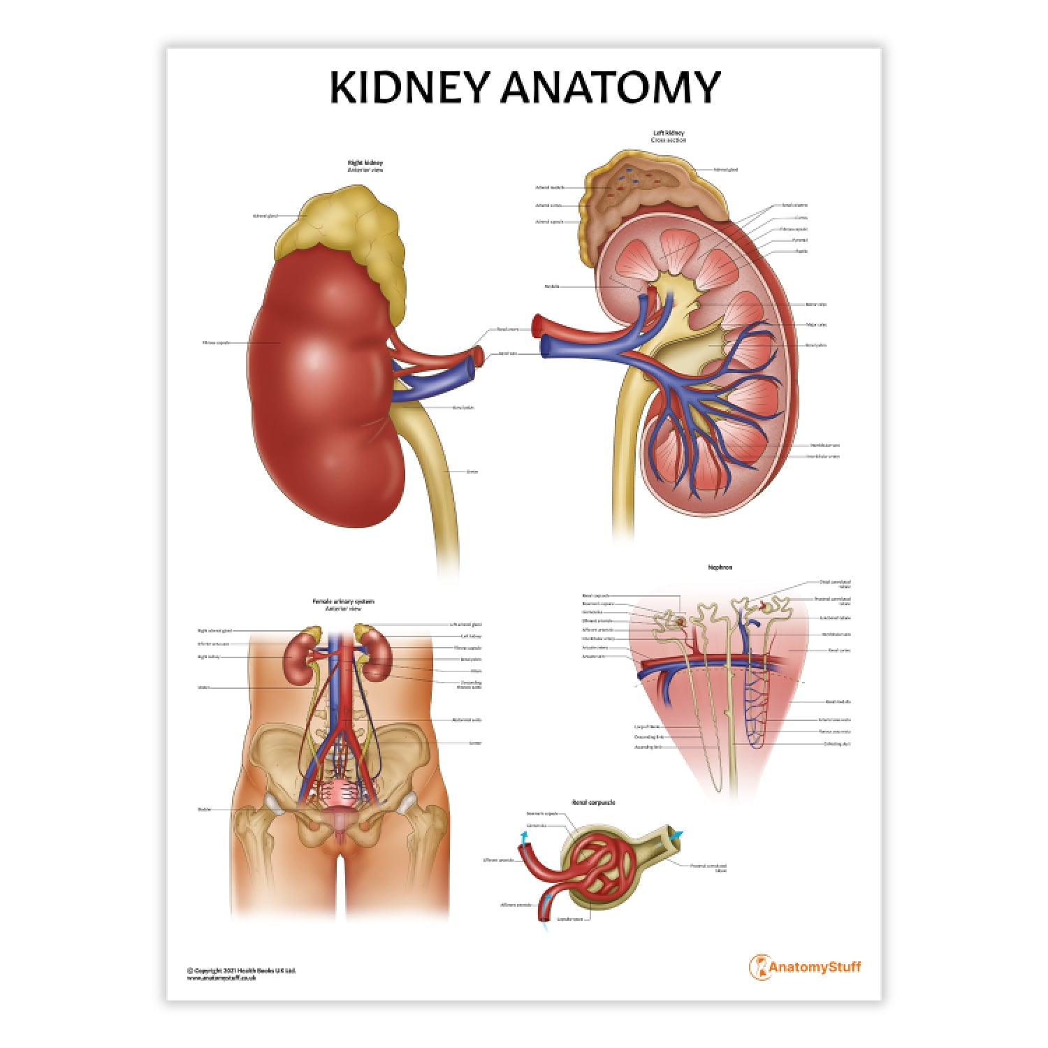 Kidney Anatomy Chart / Poster