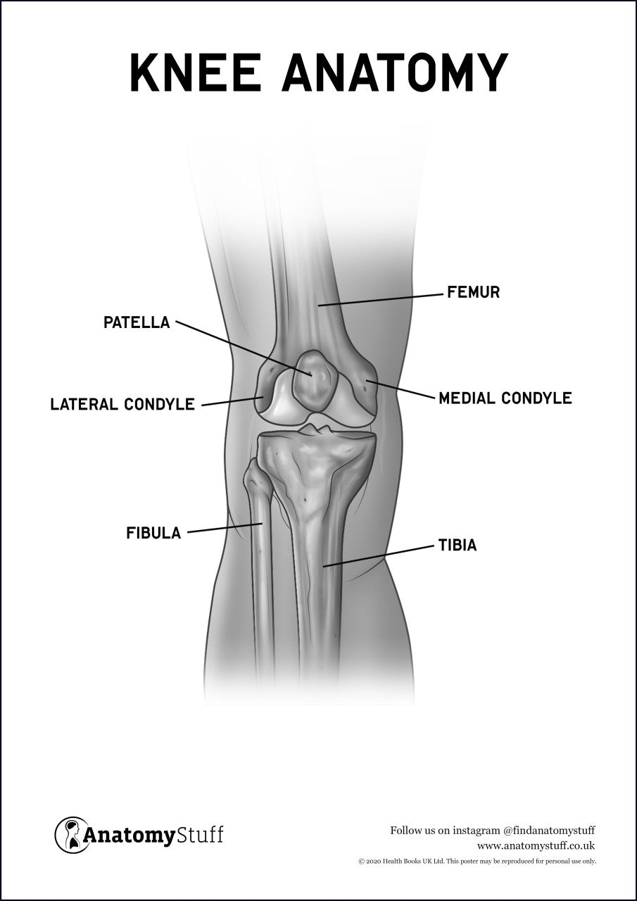 Knee Anatomy Poster PDF