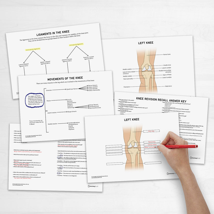 Knee Anatomy Revision Guide Concept Maps Labelled Guide