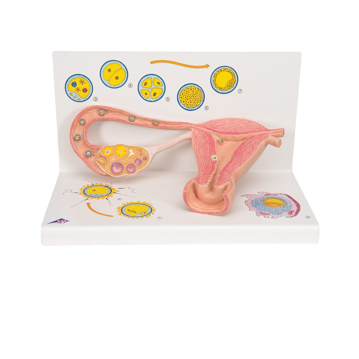 Stages of Fertilization Model