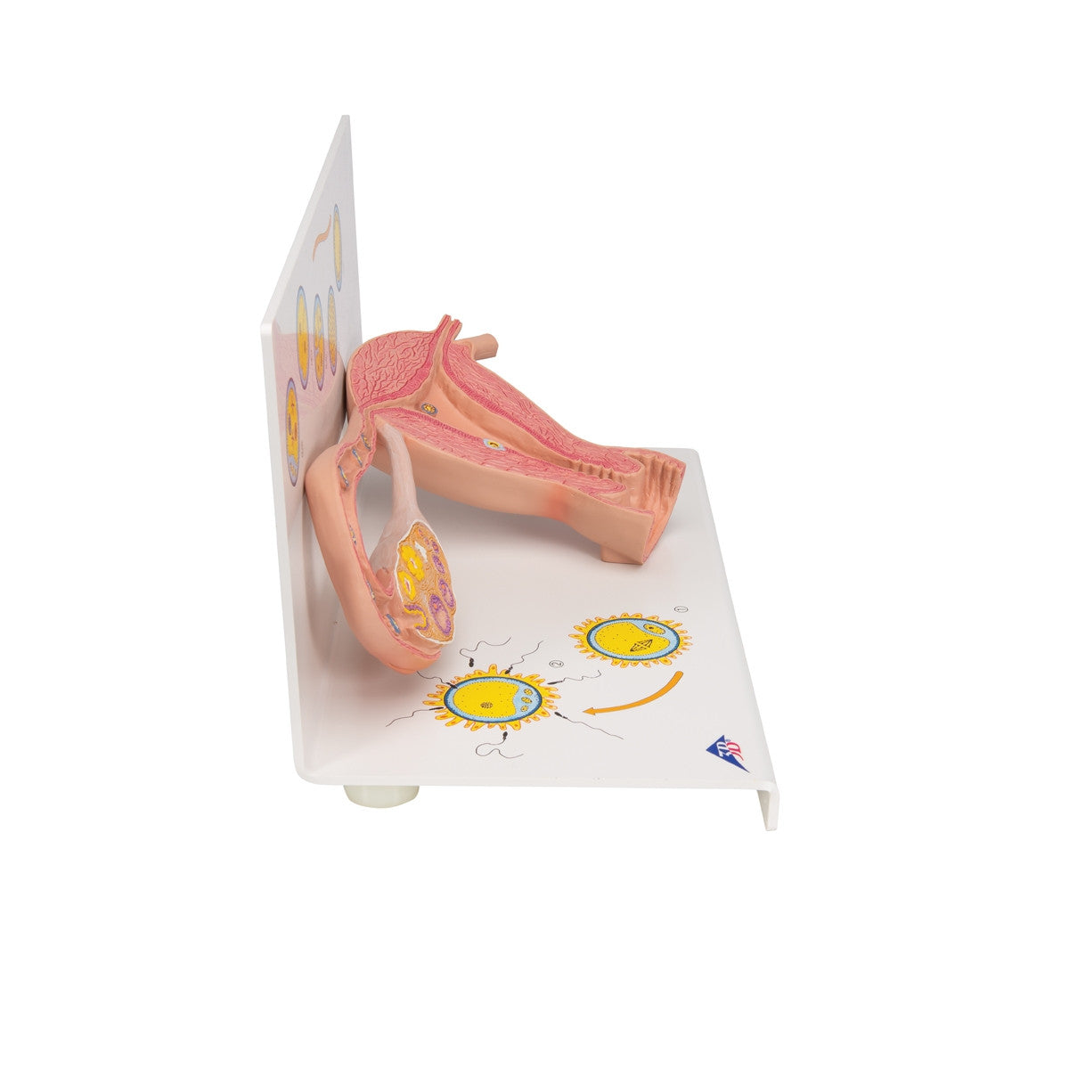 Stages of Fertilization Model