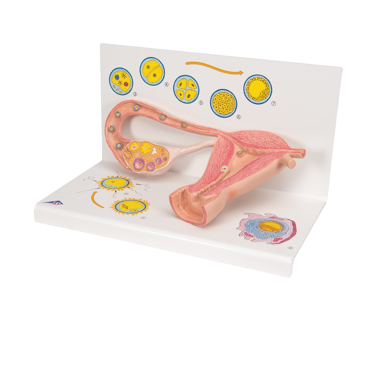 Stages of Fertilization Model