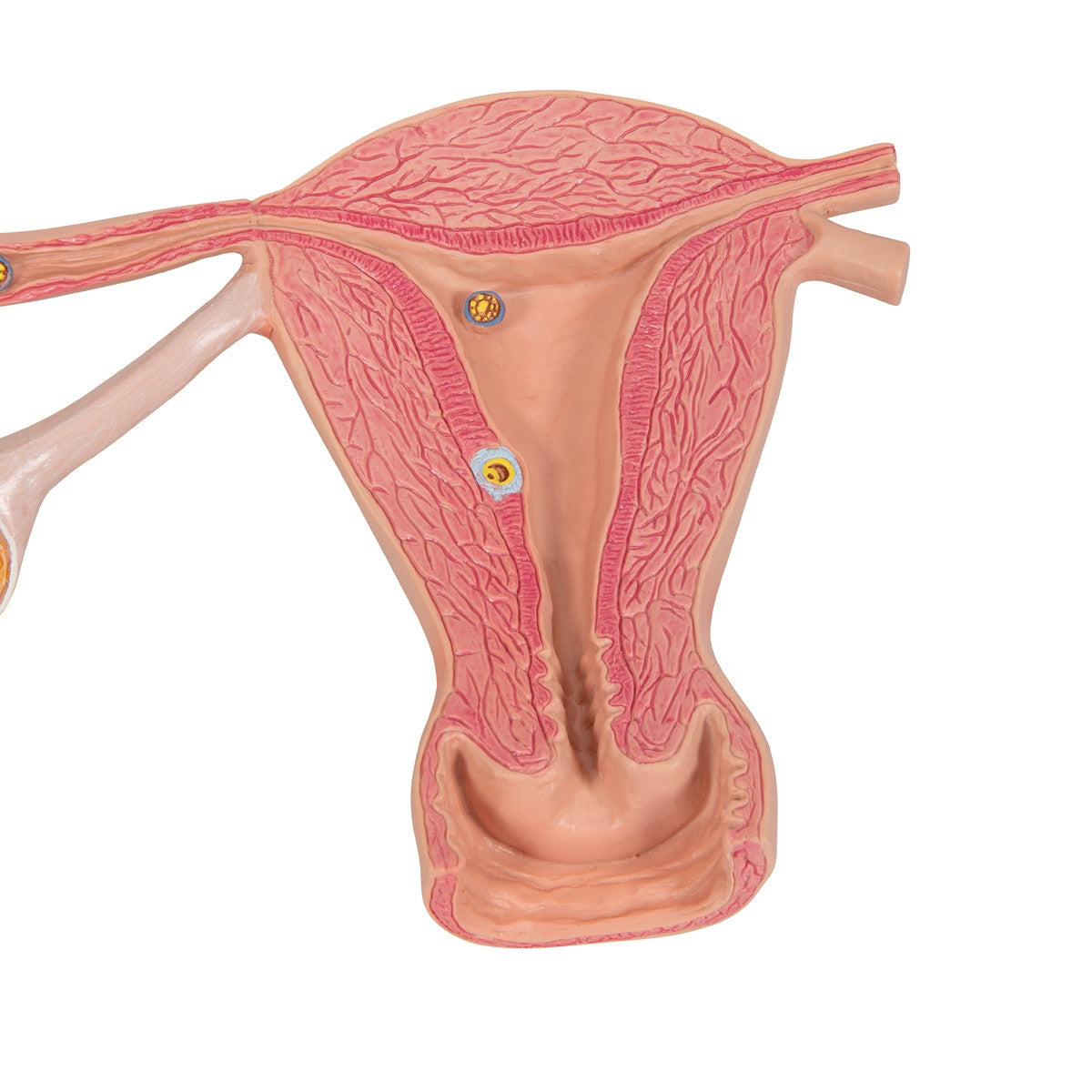 Stages of Fertilization Model