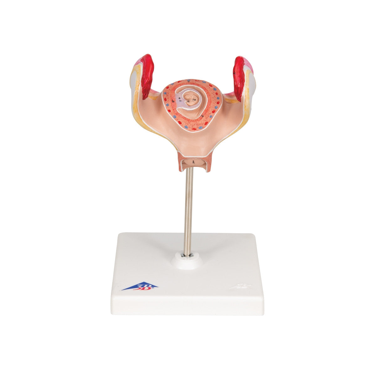 1st Month Embryo Model