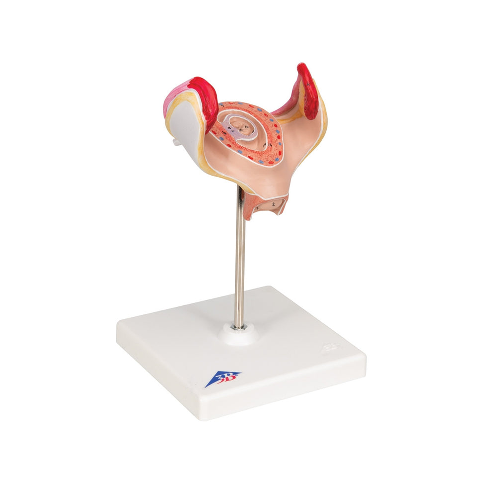 1st Month Embryo Model