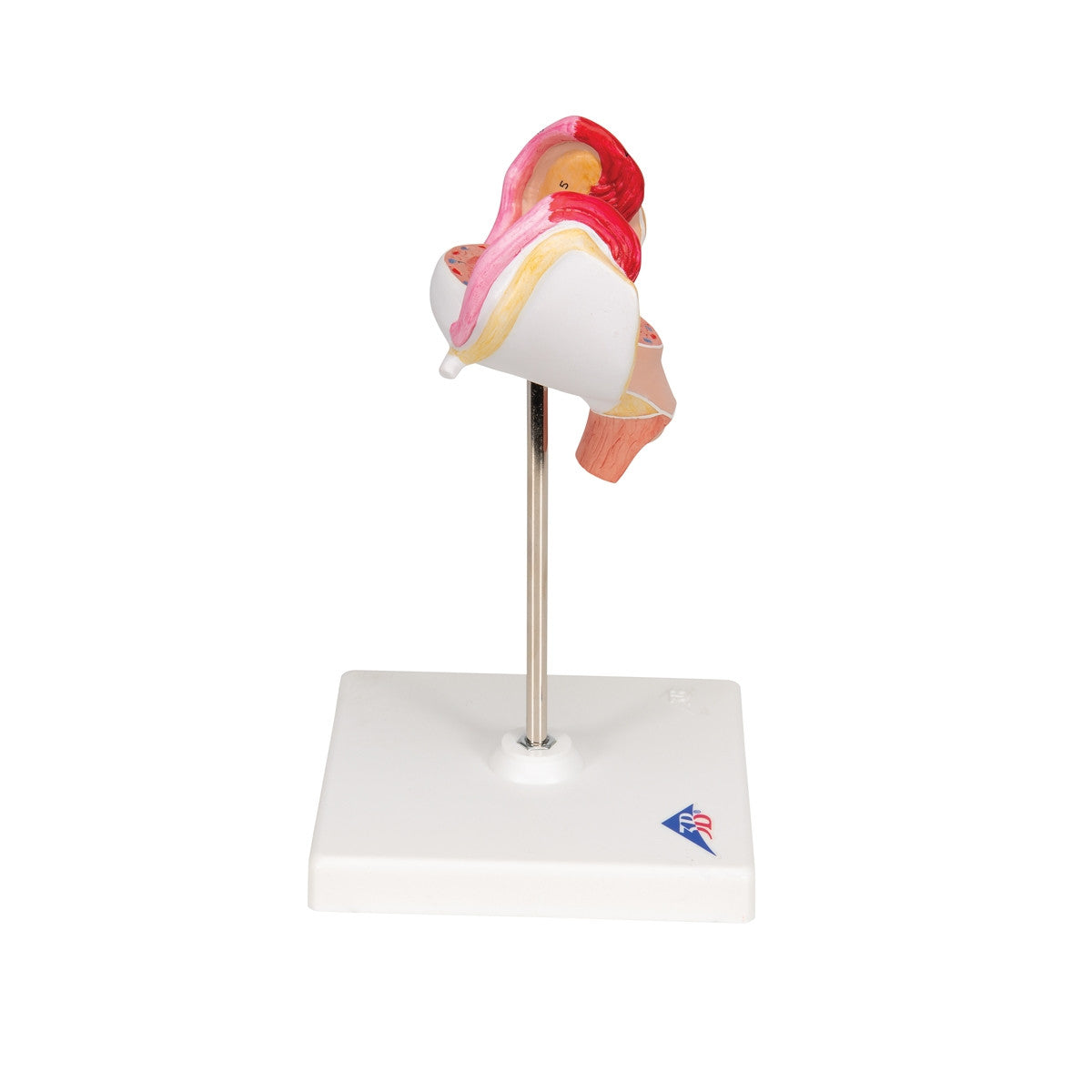 1st Month Embryo Model