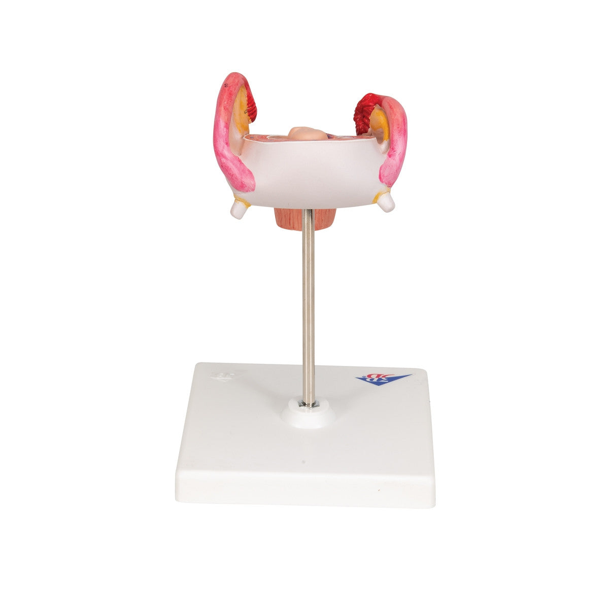 2nd Month Embryo Model