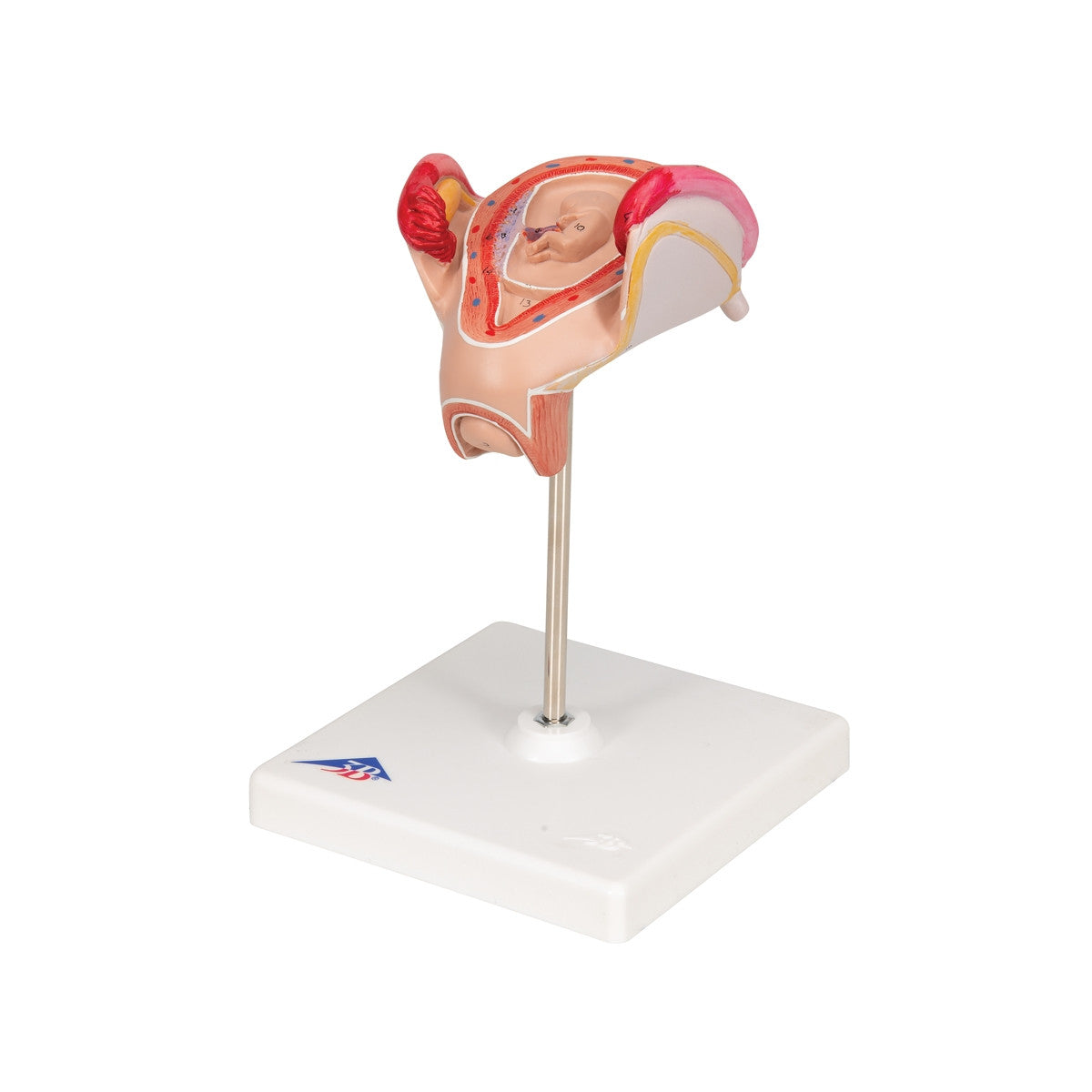 2nd Month Embryo Model