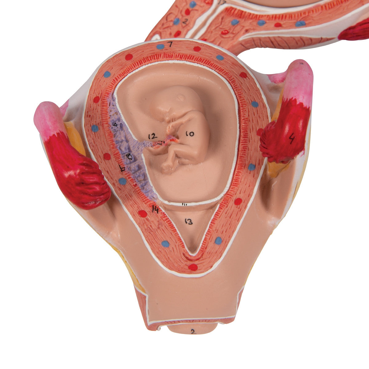 2nd Month Embryo Model