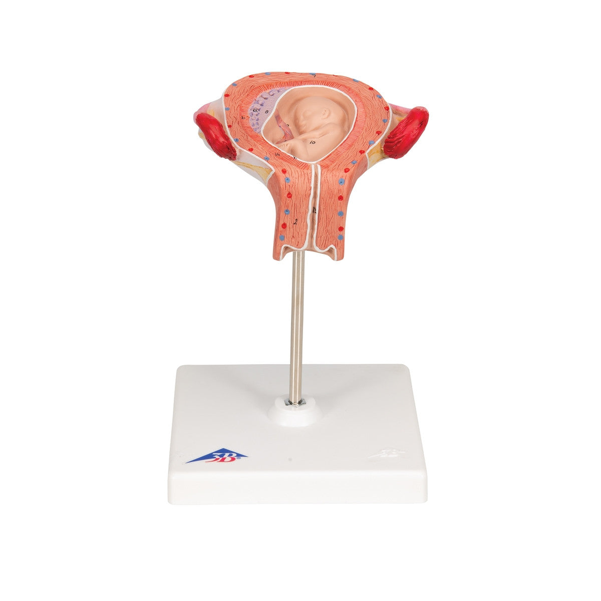 3rd Month Embryo Model