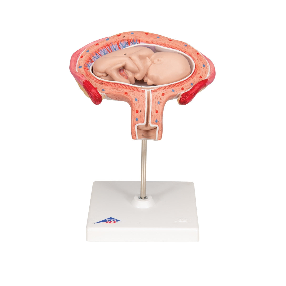 4th Month Foetus Model (Transverse Lie)