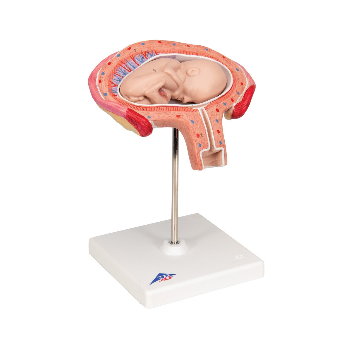 4th Month Foetus Model (Transverse Lie)