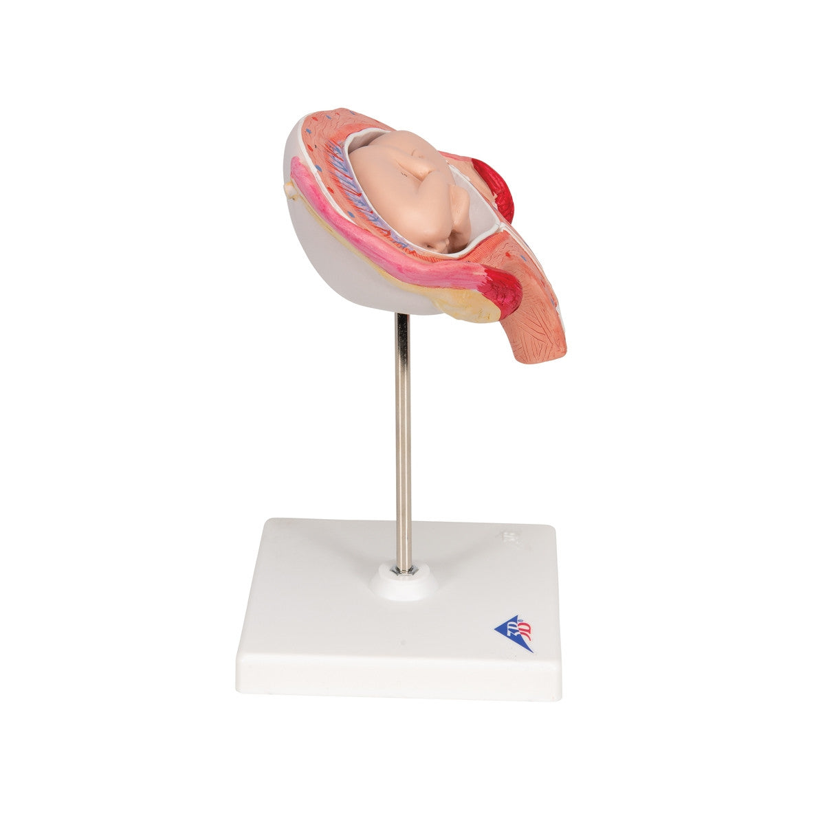 4th Month Foetus Model (Transverse Lie)