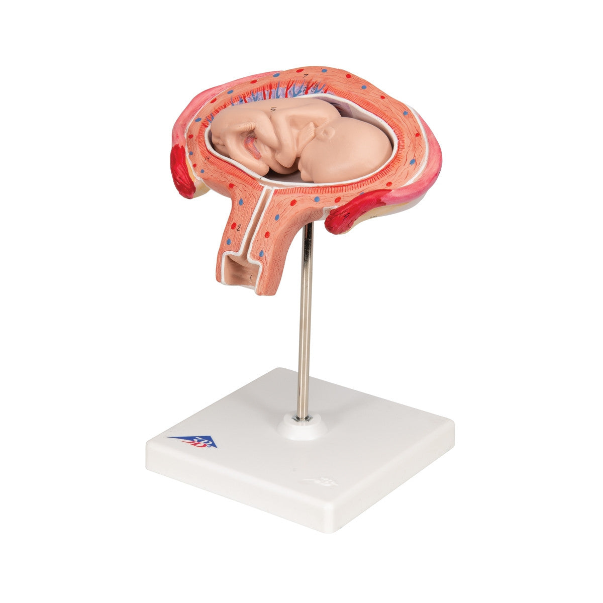 4th Month Foetus Model (Transverse Lie)