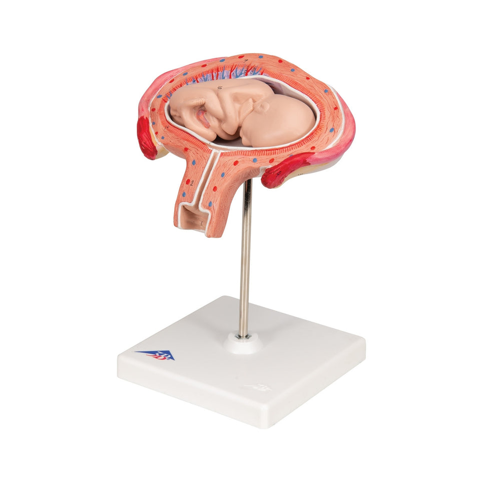 4th Month Foetus Model (Transverse Lie)