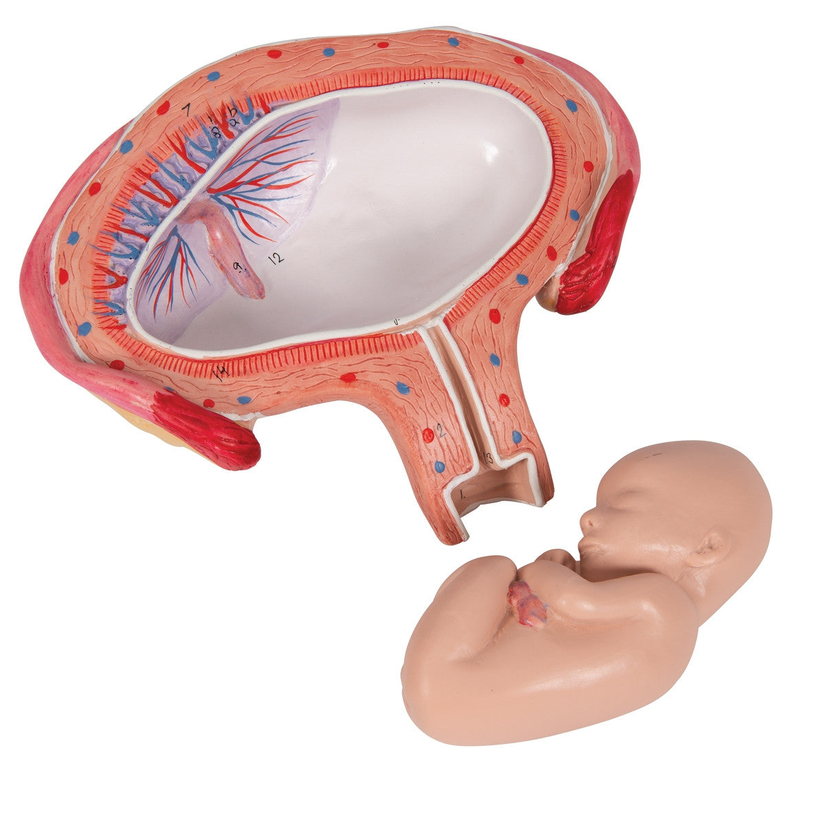 4th Month Foetus Model (Transverse Lie)