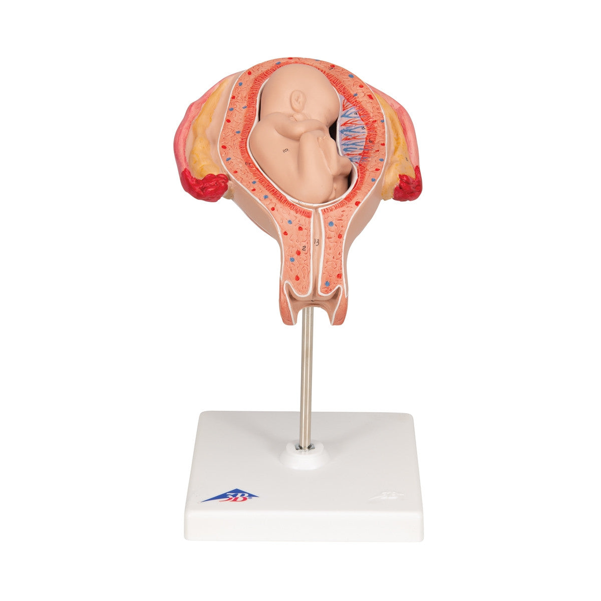 5th Month Foetus Model (Breech Position)