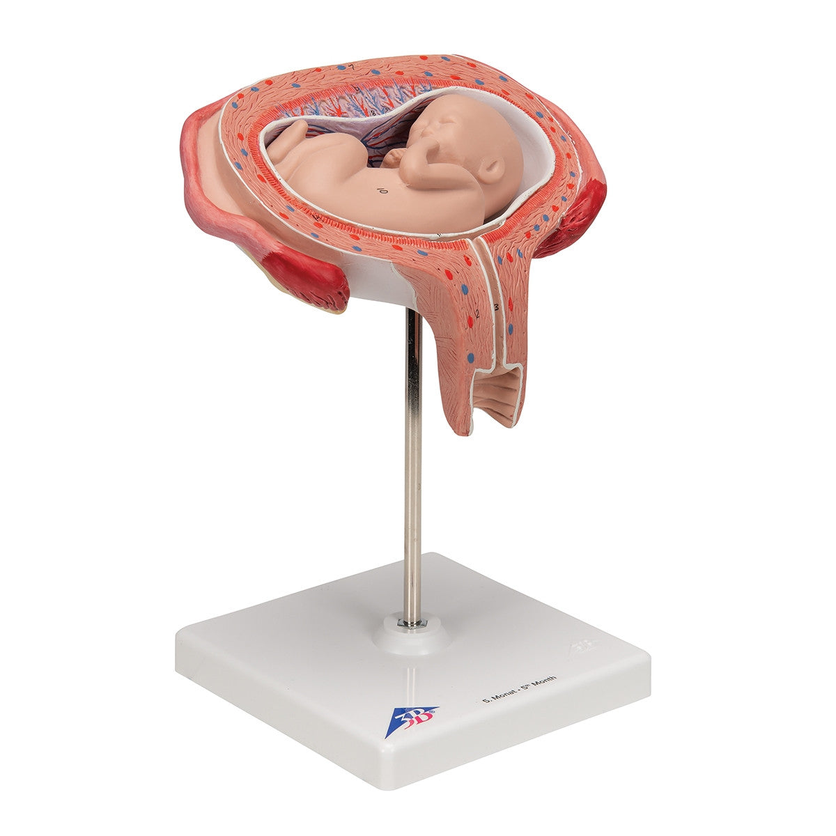 5th Month Foetus Model (Transverse Lie)