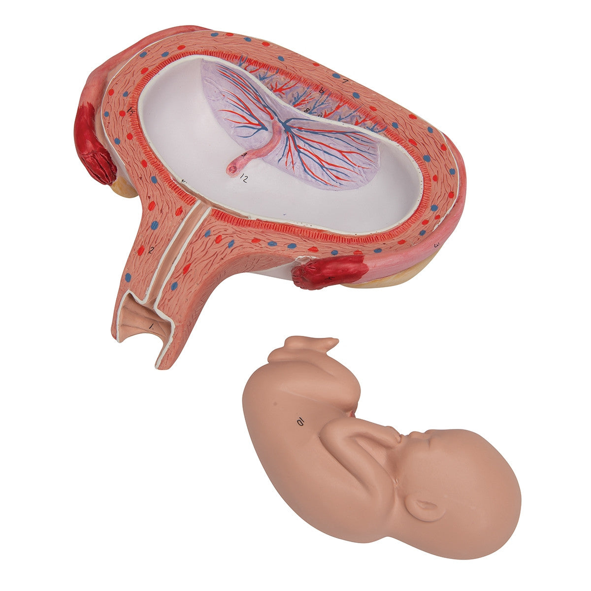 5th Month Foetus Model (Transverse Lie)
