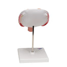 Switch Image 3 3 image