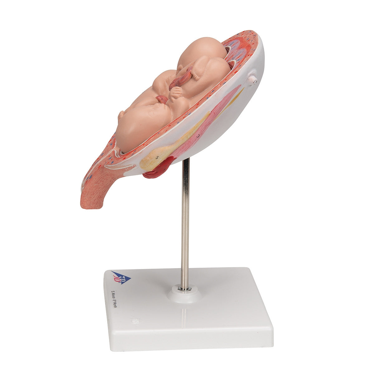 5th Month Twin Foetuses Model