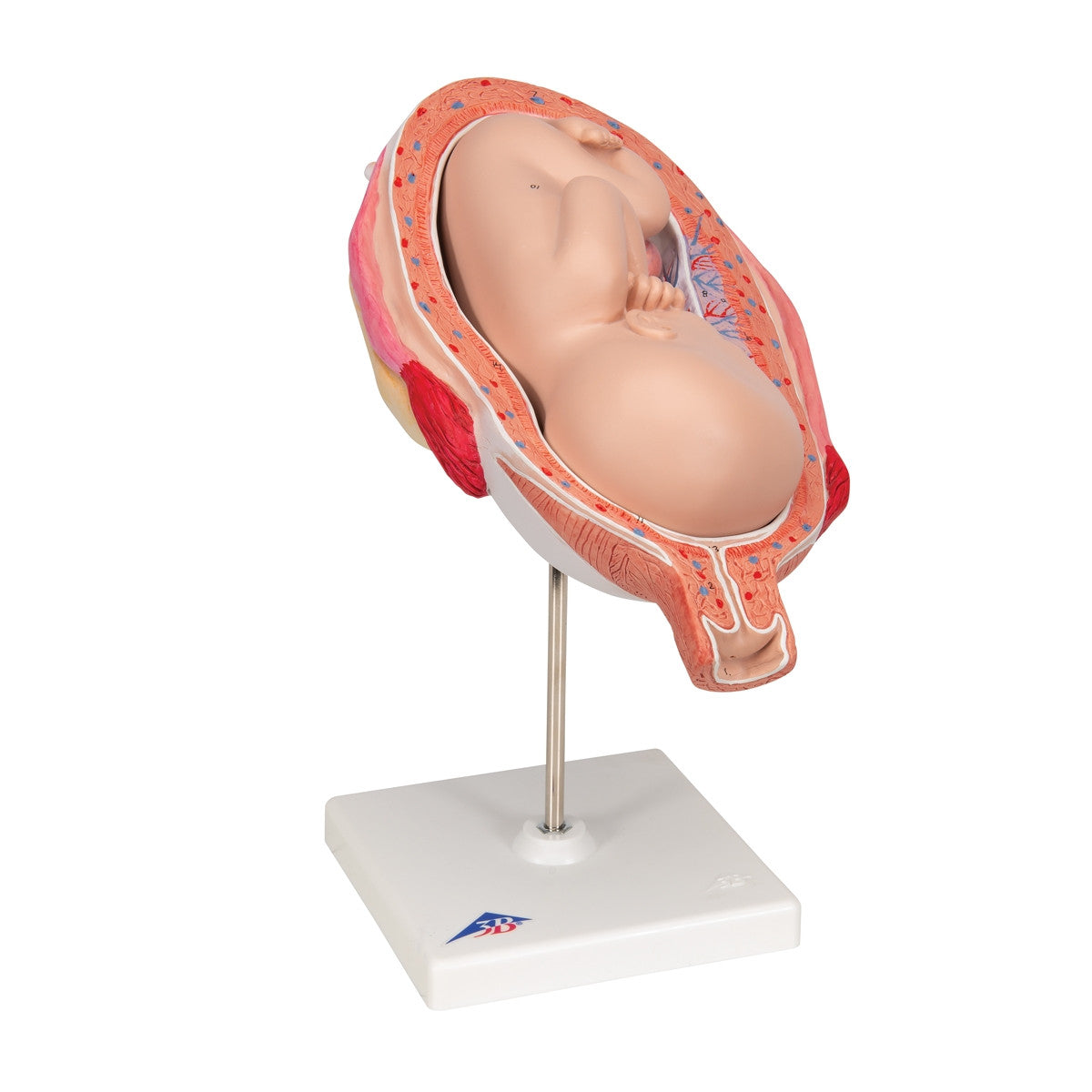 7th Month Foetus Model