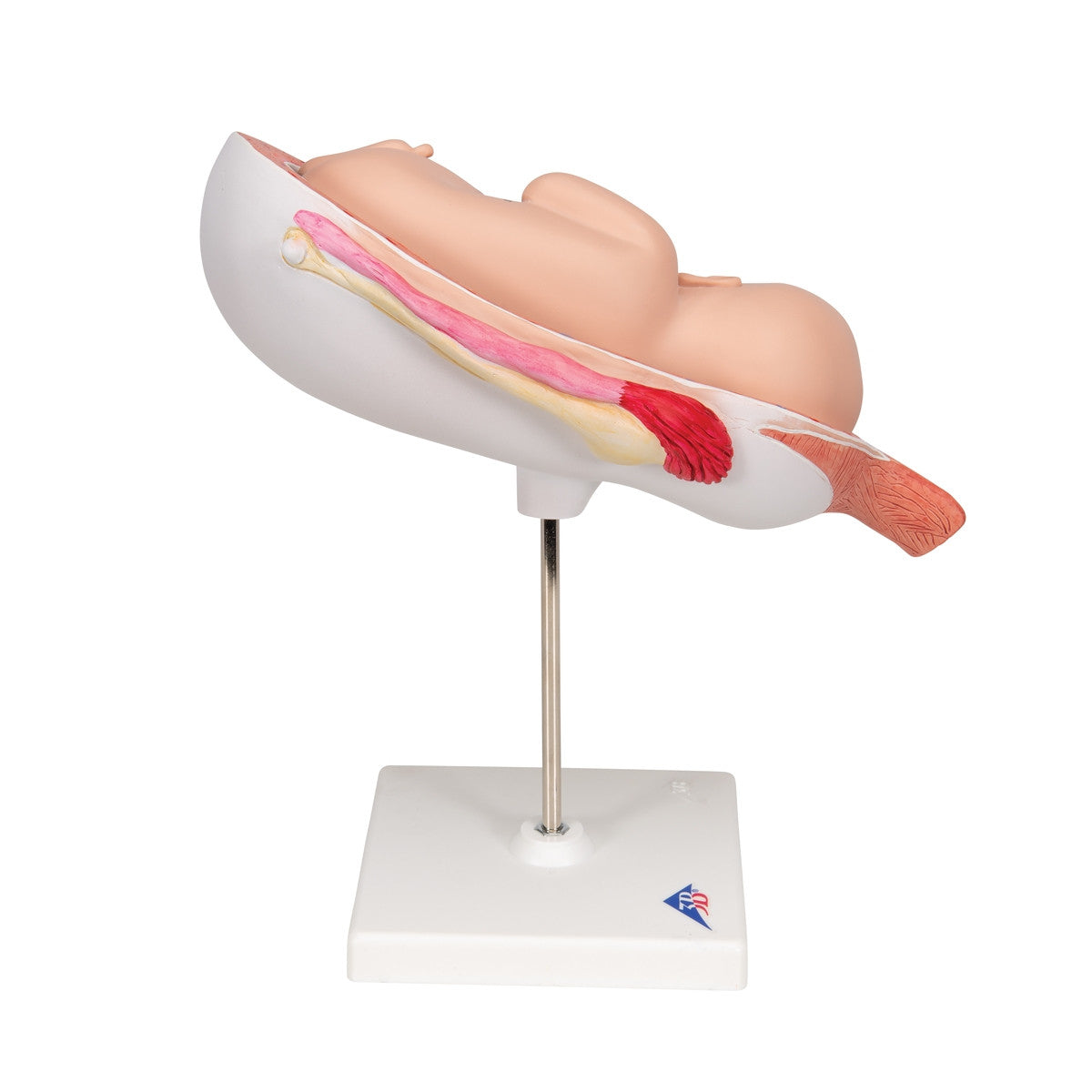 7th Month Foetus Model