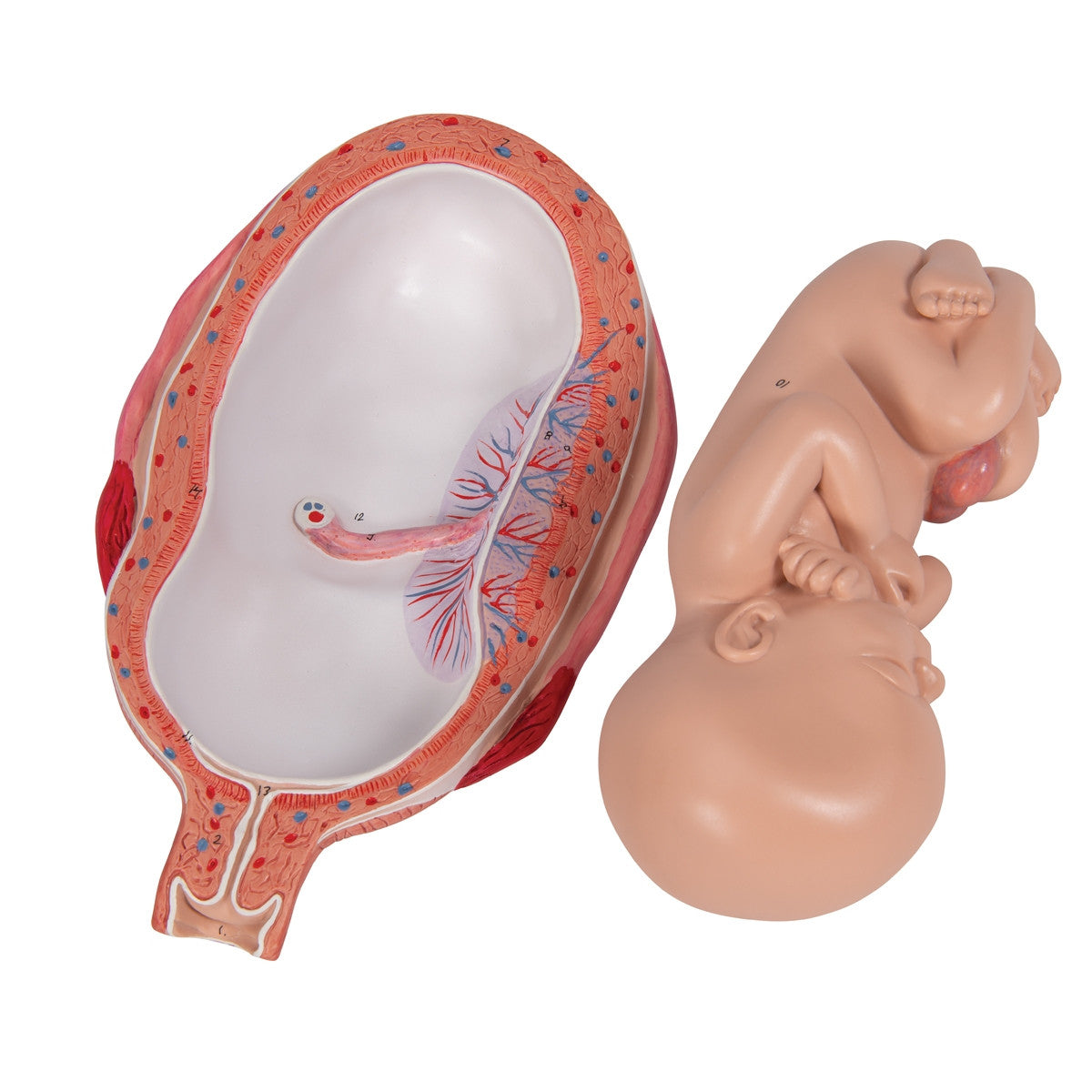 7th Month Foetus Model