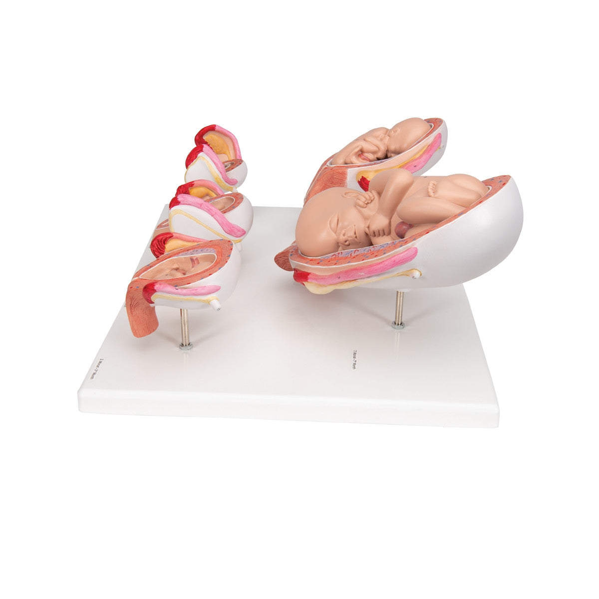 Pregnancy Series (5 part)
