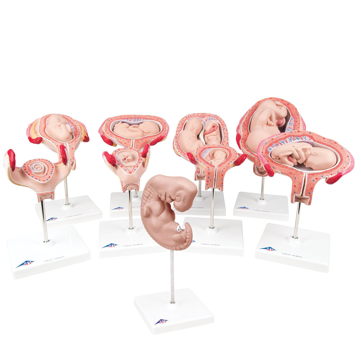 Deluxe Pregnancy Series (9 Models)