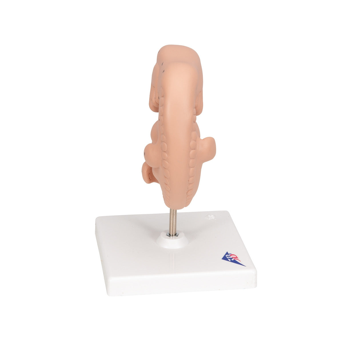 Human Embryo Model (X 25 enlarged)