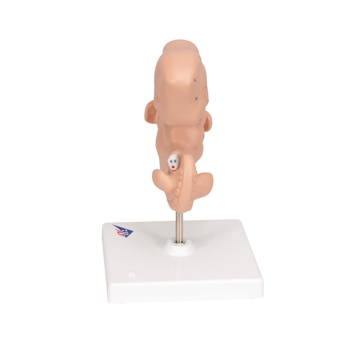 Human Embryo Model (X 25 enlarged)
