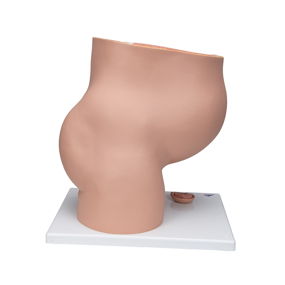 Human Pregnancy Model (40th week, 3 parts)