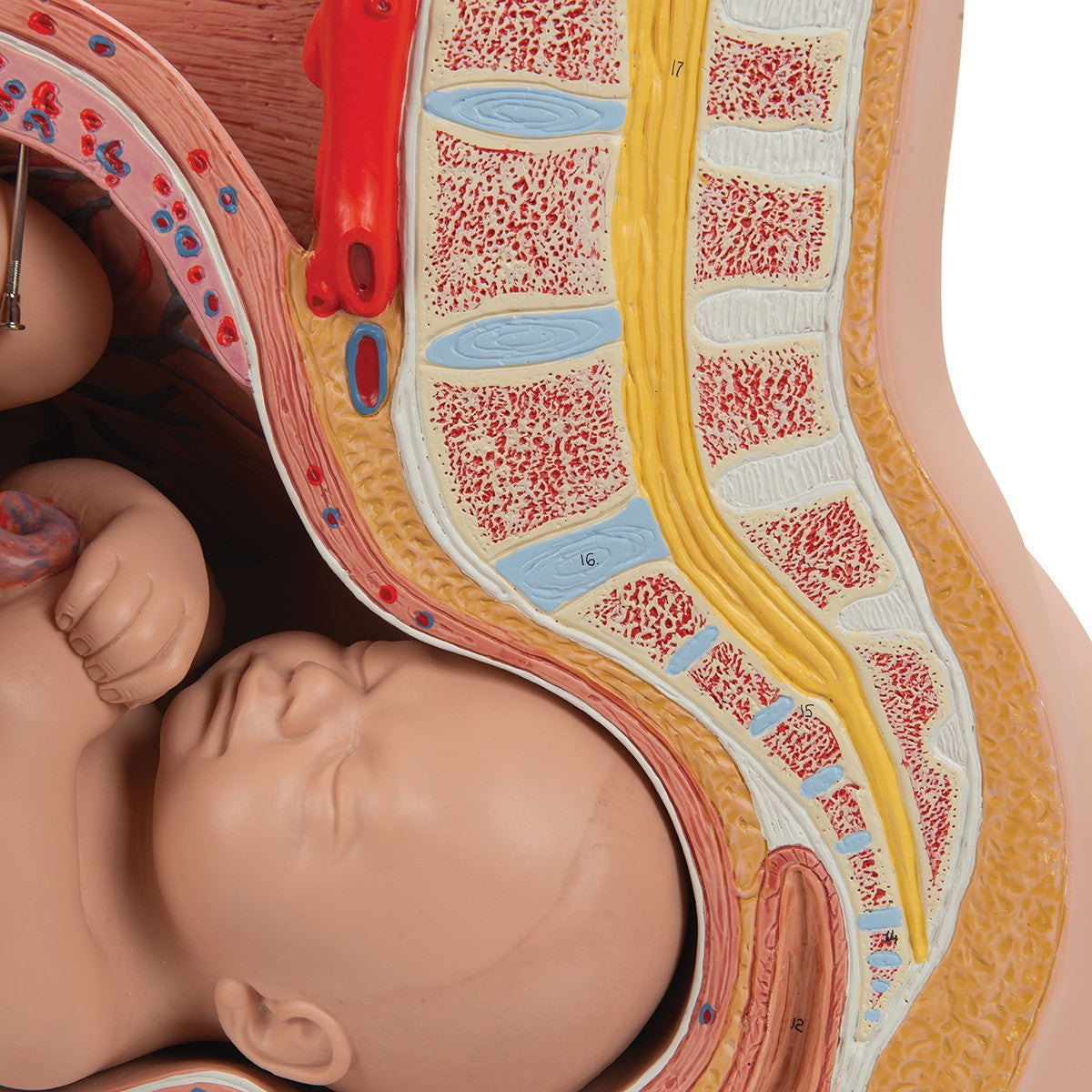 Human Pregnancy Model (40th week, 3 parts)