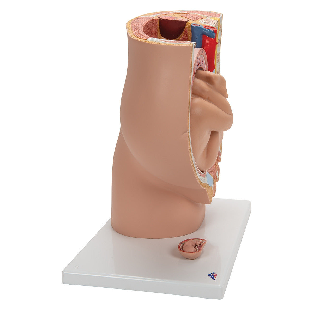 Human Pregnancy Model (40th week, 3 parts)