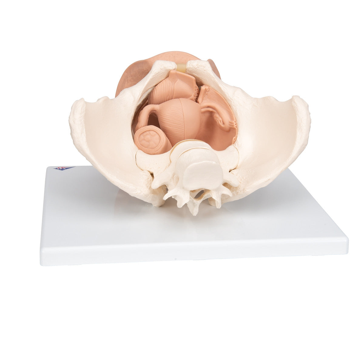 Female Pelvis Skeleton with Genital Organs (3 part)