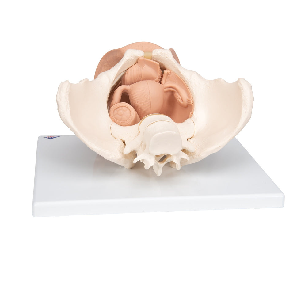 Female Pelvis Skeleton with Genital Organs (3 part)