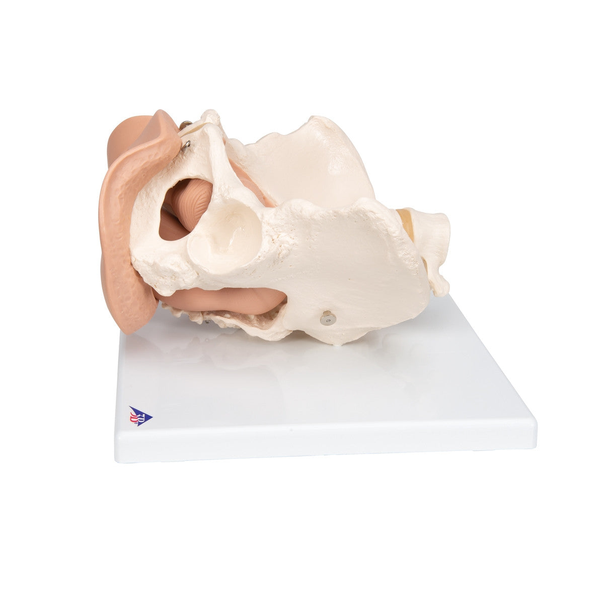 Female Pelvis Skeleton with Genital Organs (3 part)