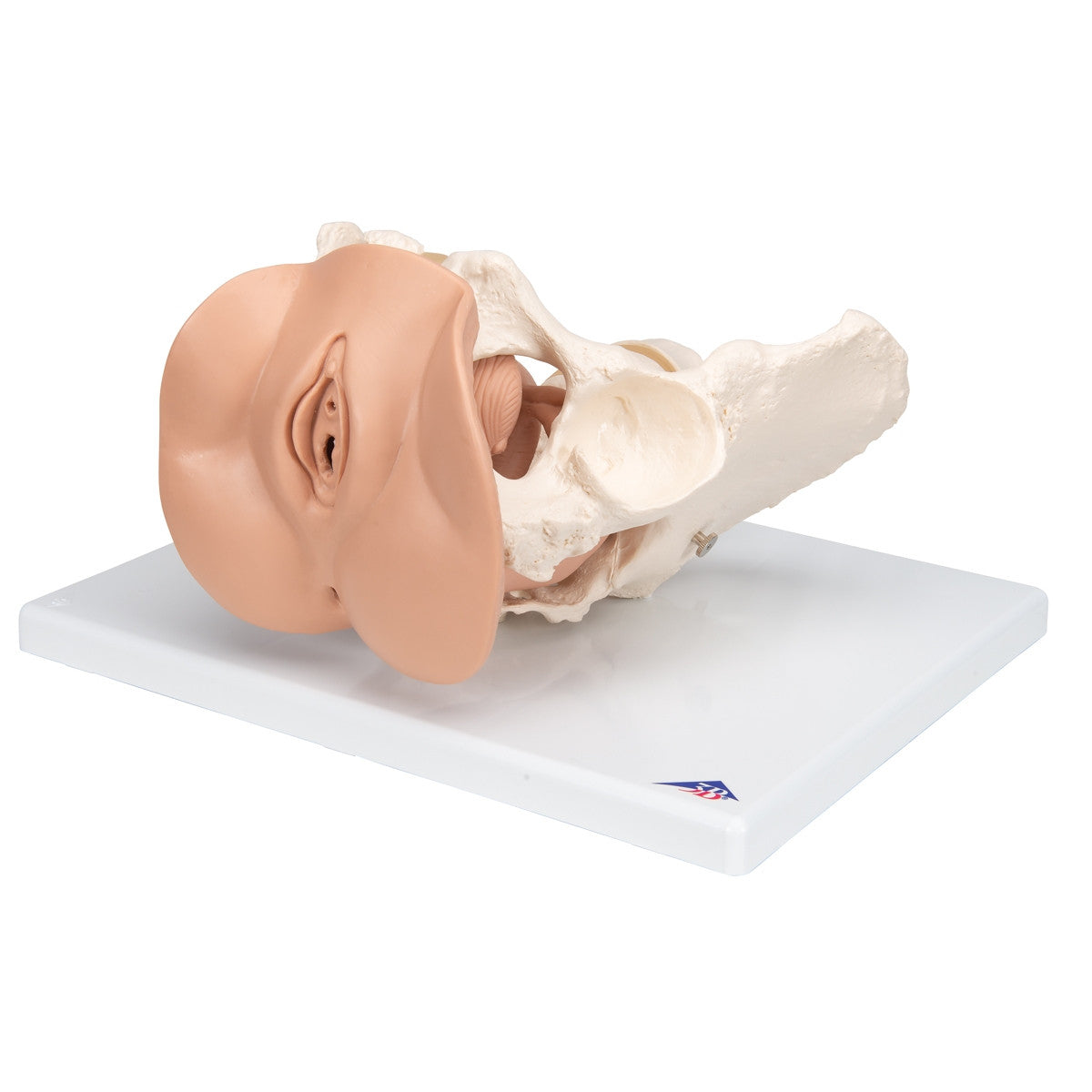 Female Pelvis Skeleton with Genital Organs (3 part)