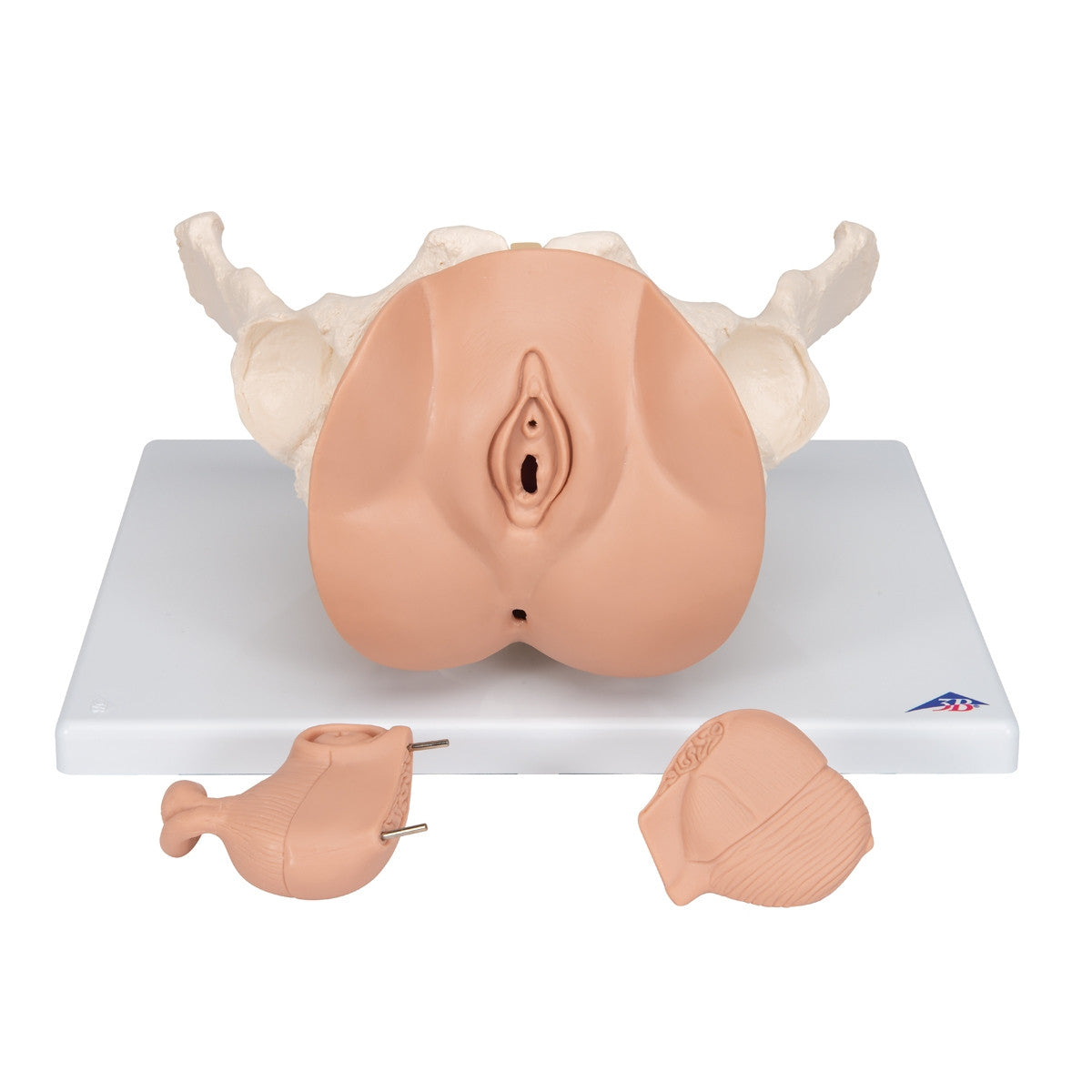 Female Pelvis Skeleton with Genital Organs (3 part)