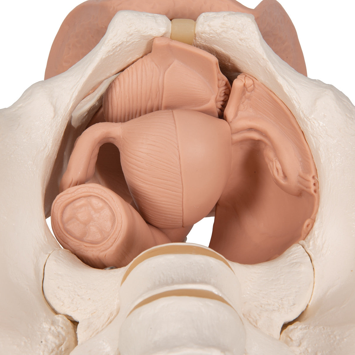 Female Pelvis Skeleton with Genital Organs (3 part)