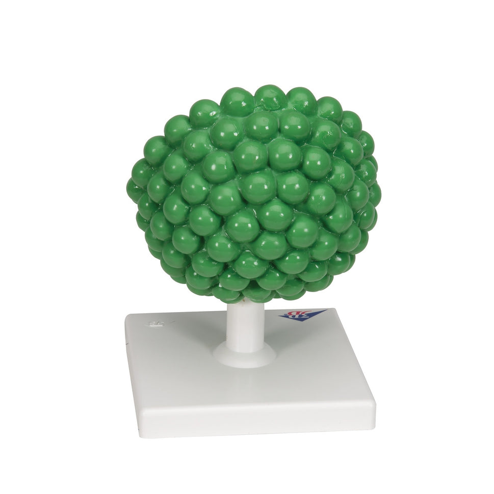 AIDS-Virus Model