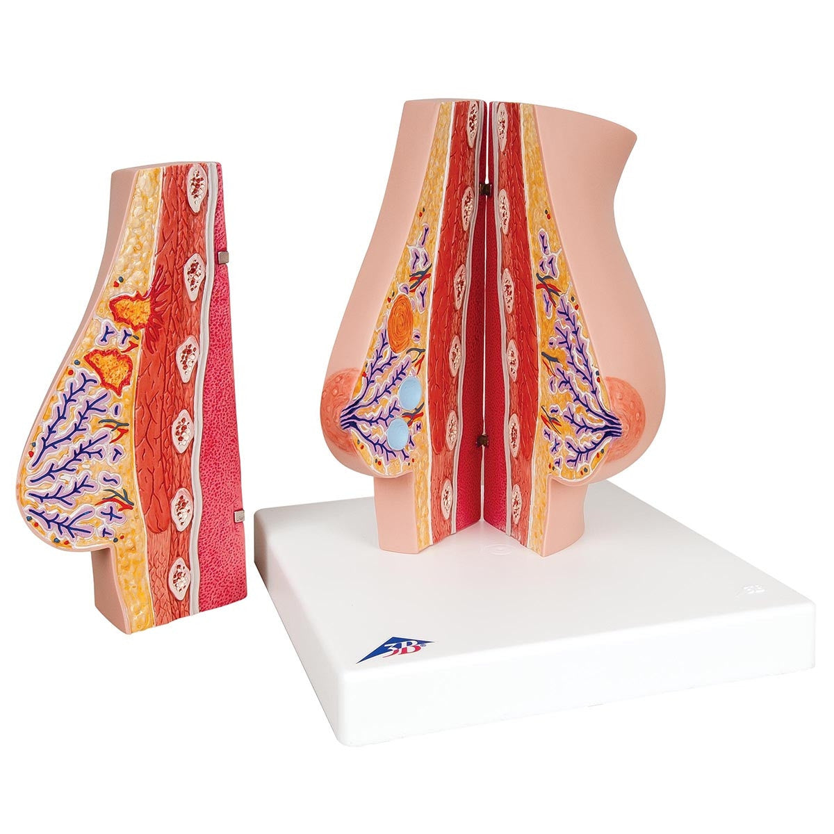 Breast Pathology Model